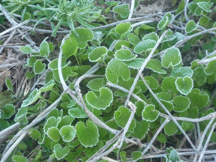 Alliaria petiolata rosettes